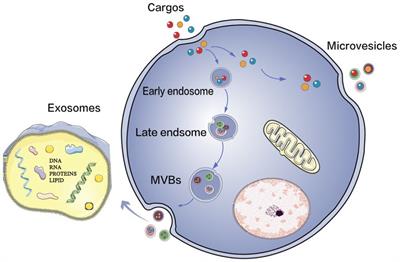 The roles of extracellular vesicles in major depressive disorder